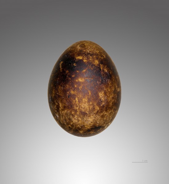 Bondrée apivore MHNT