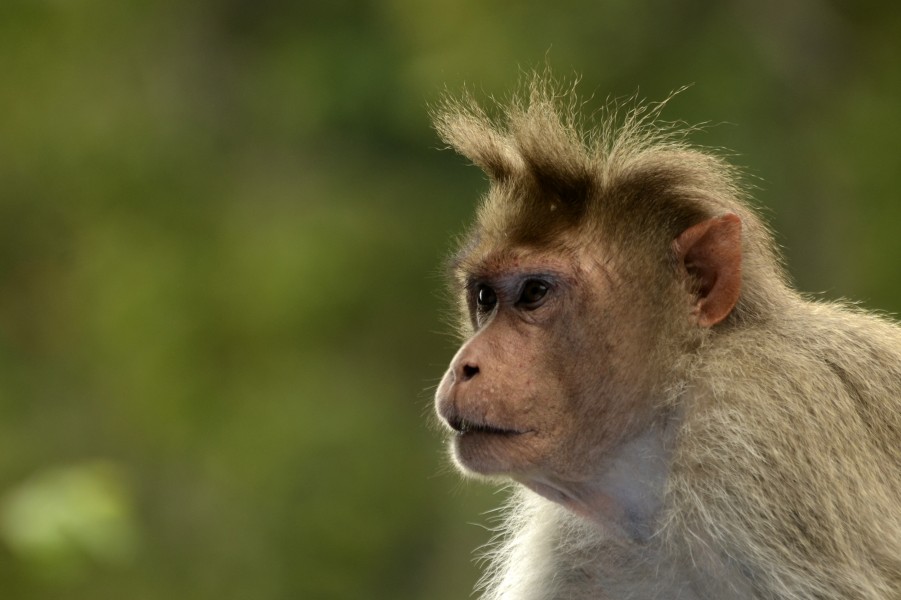 Bonnet macaques in anaimalai hills JEG2730