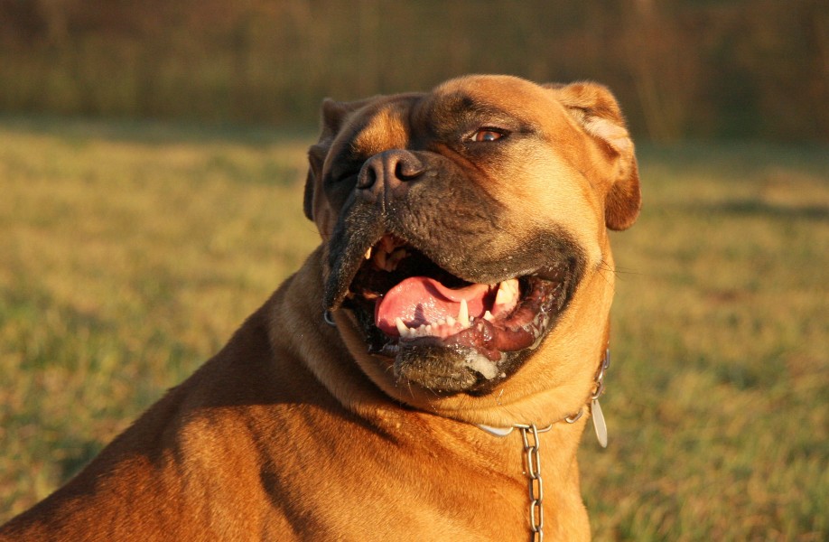 Bordeaux Dogge Emma