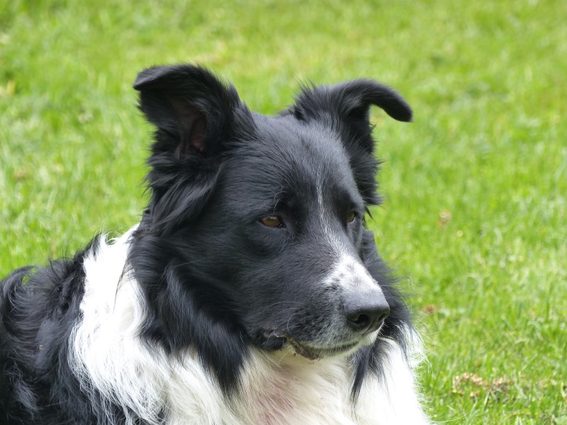 Border Collie noir et blanc de 4 ans (2)