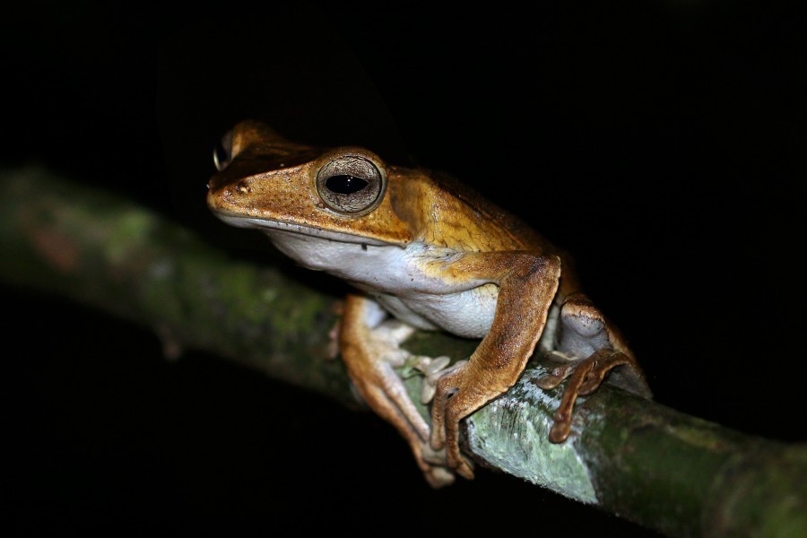 Borneo file-eared frog (Polypedates otilophus)