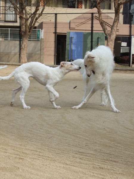 Borzoi play