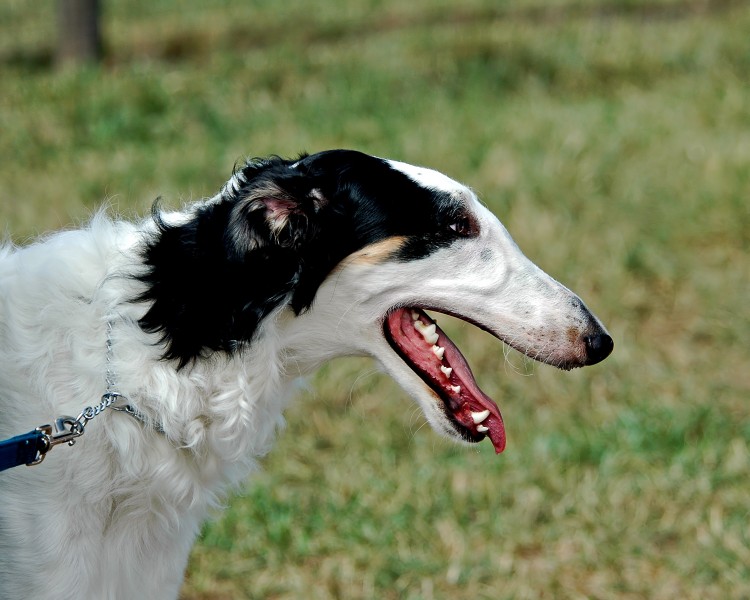 Borzoi portrait Flickr2