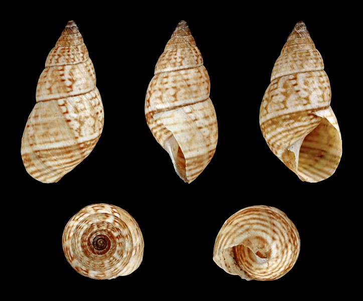 Bostryx pictus 01