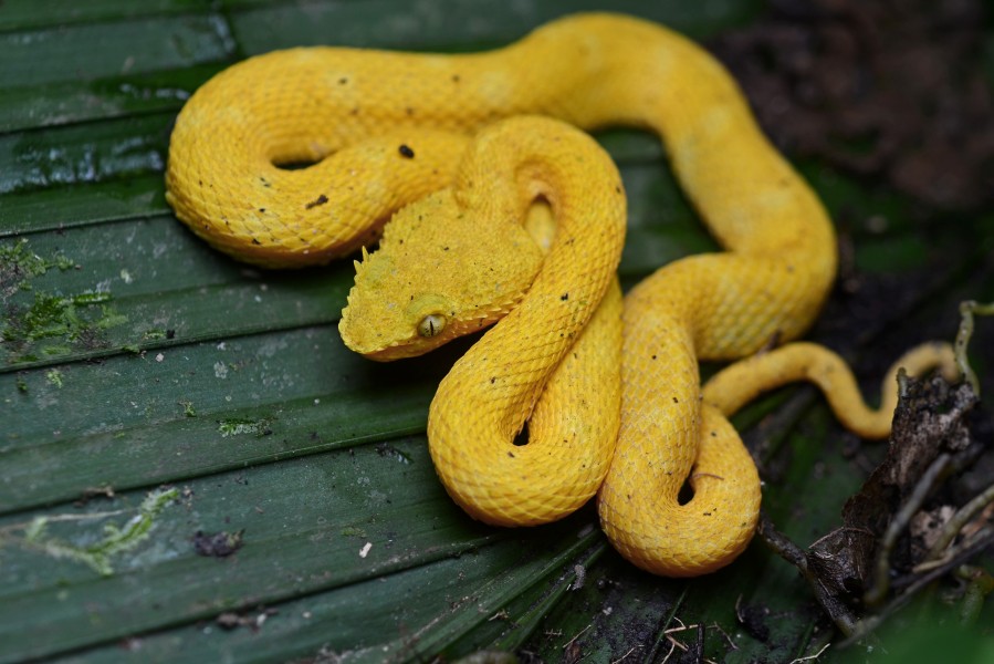Bothriechis schlegelii (La Selva, Sarapiqui, CR)