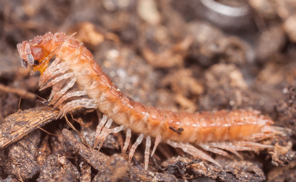 Brachydesmus superus, Hartelholz, Múnich, Alemania, 2013-04-15, DD 02