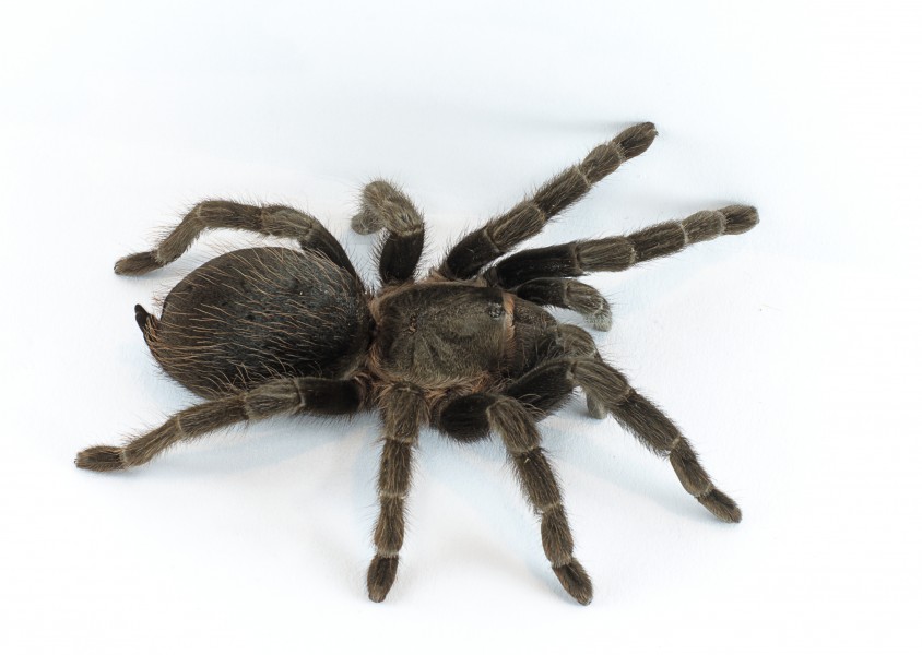 Brachypelma vagans p1