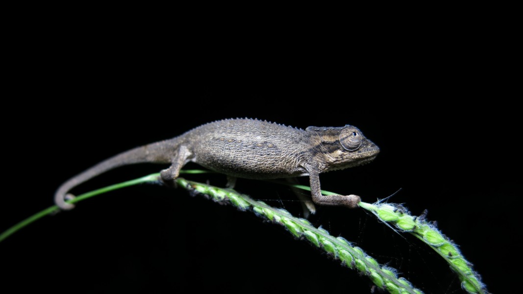 Bradypodion melanocephalum