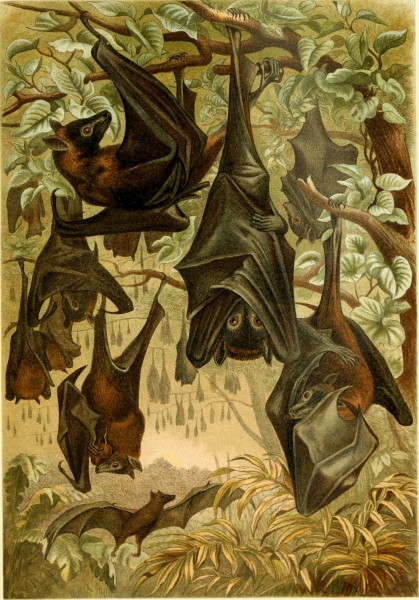 Brehms Tierleben. Allgemeine kunde des Tierreichs (1911) (19791455764)