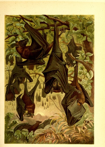 Brehms Tierleben - allgemeine Kunde des Tierreichs - mit 1800 Abbildungen im Text, 9 Karten und 180 Tafeln in Farbendruck und Holzschnitt (1890) (20388213716)