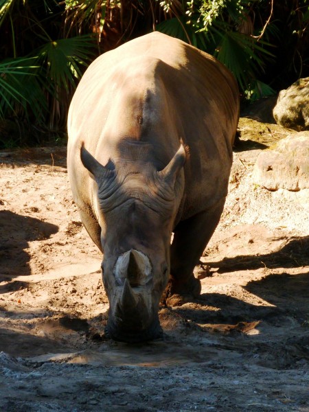 Brevard Zoo, Viera FL - Flickr - Rusty Clark (52)
