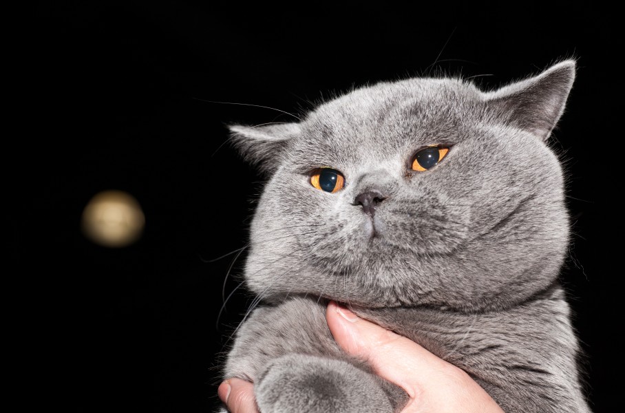 BRI Biscuit Cat's Halif (11289100054)