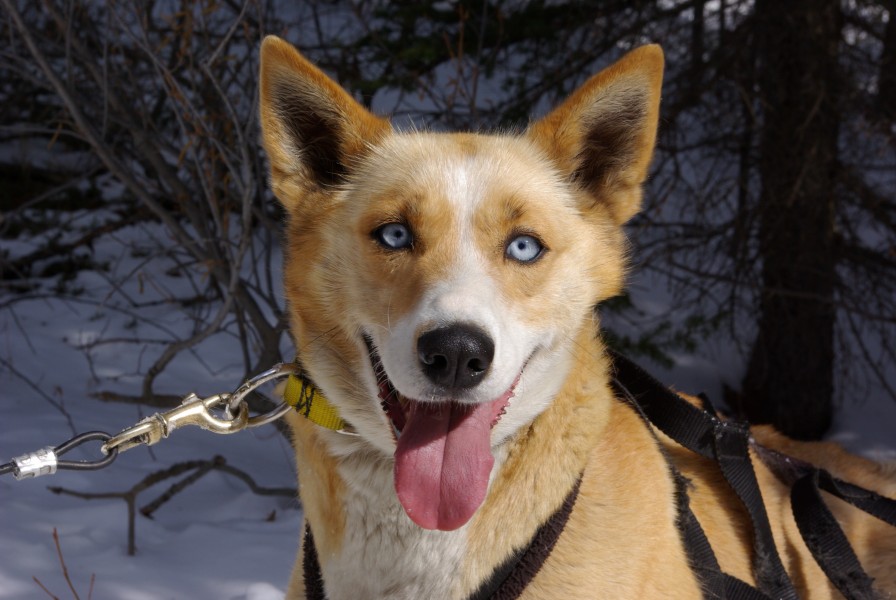 Bright Eyed Husky