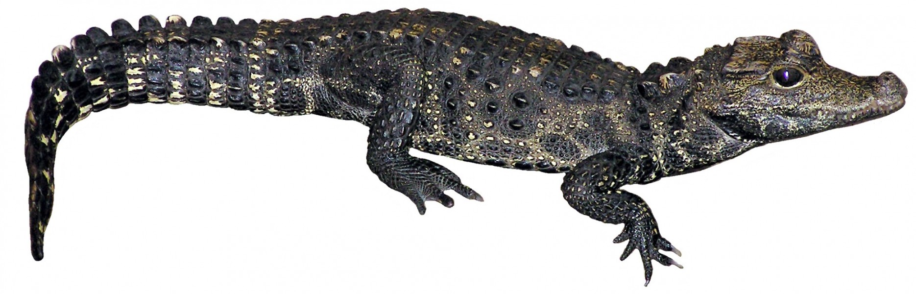 Bristol.zoo.westafrican.dwarf.croc.arp. white background