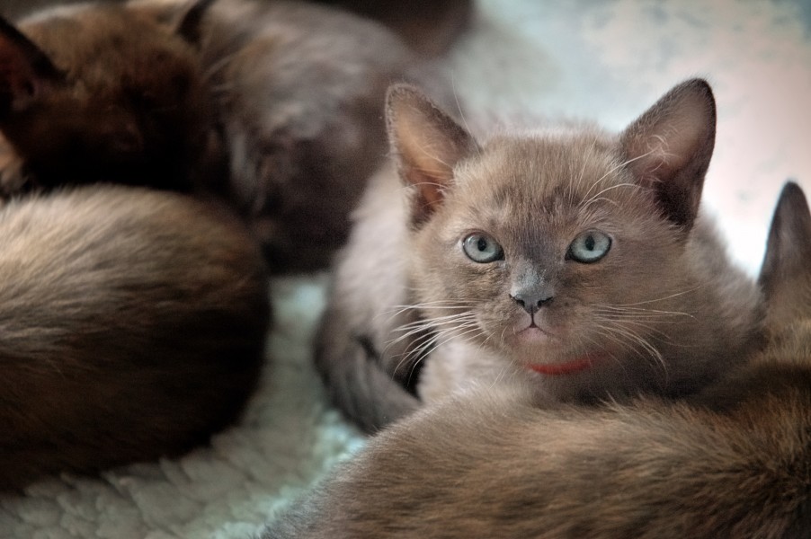 British burmese kitten - Geisha 755
