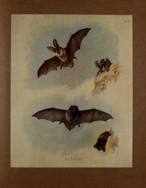 British mammals (Pl. 2) BHL48418547