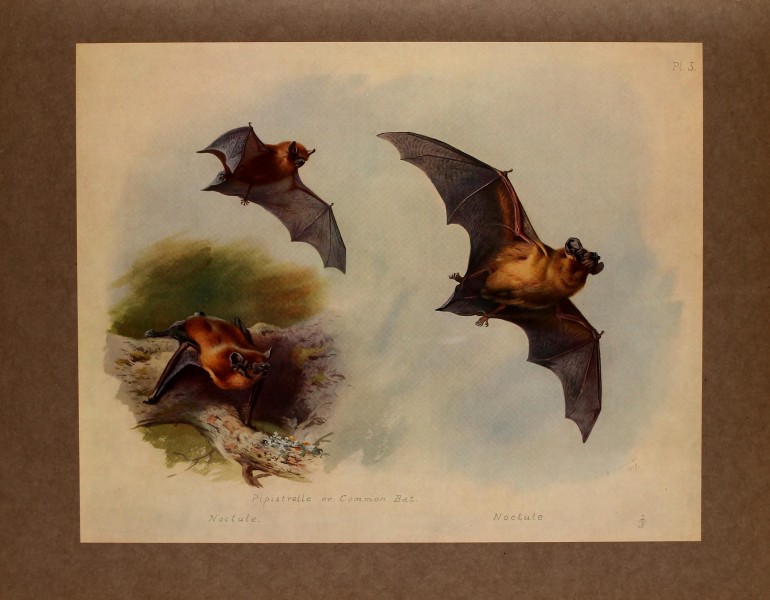 British mammals (Pl. 3) BHL48418539