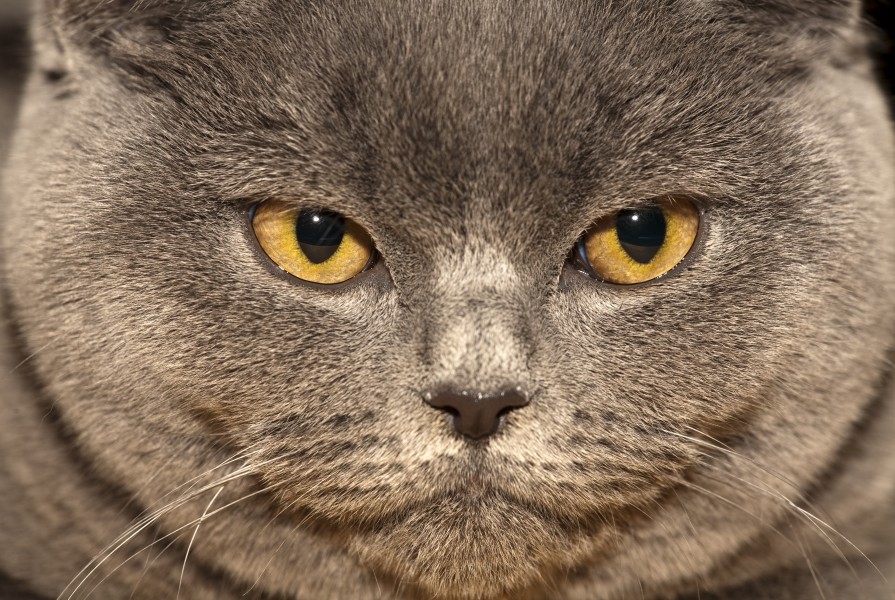 British shorthair • Британская (5295586535)