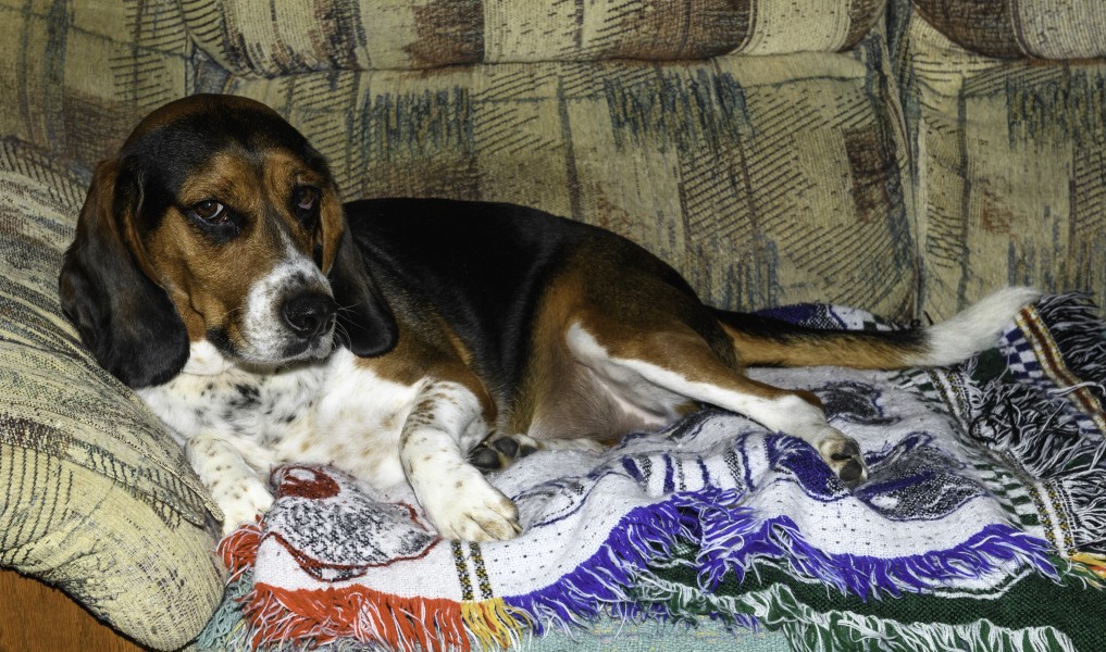 Bronco on a blanket 1