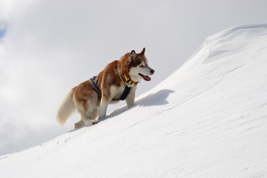 Brown-White Husky Climbing