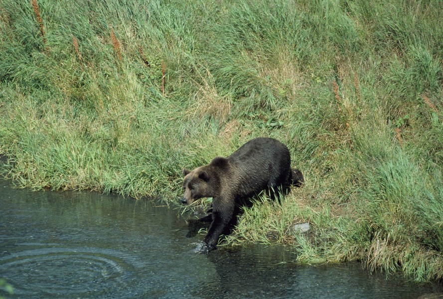 Brown bear entering creek from deep grass covered bank