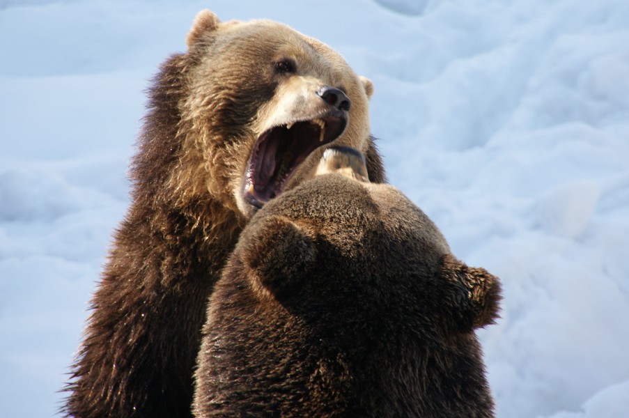 Brown Bears Nationalpark Bayerischer Wald 14