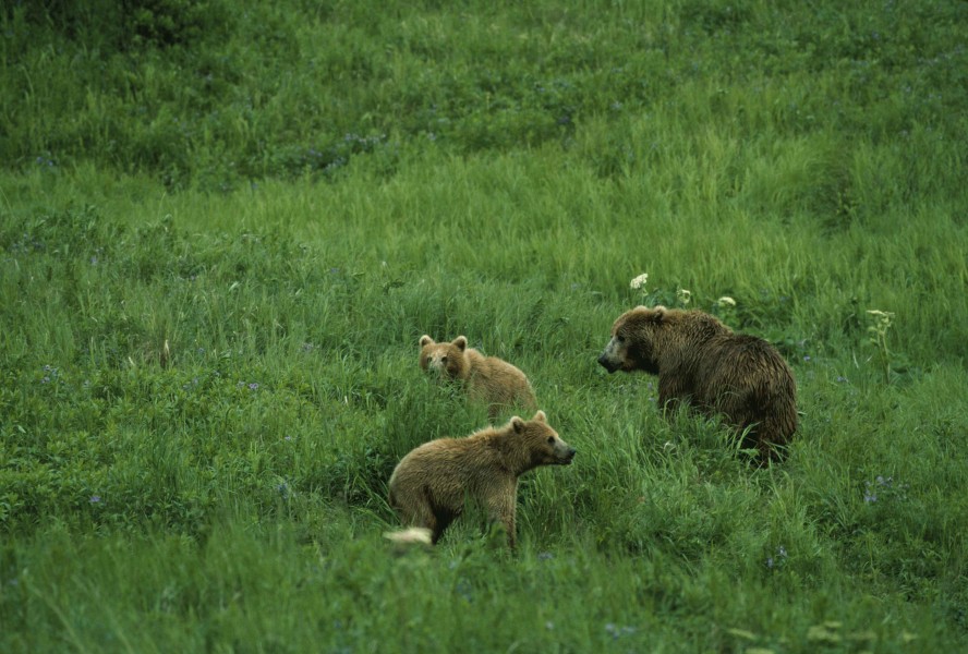 Brown bears ursus middendorffi
