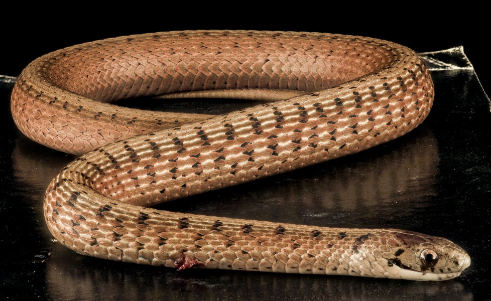 Brown Snake, U, Back, MD, PG County 2013-08-05-16.34.03 ZS PMax (9446049711)