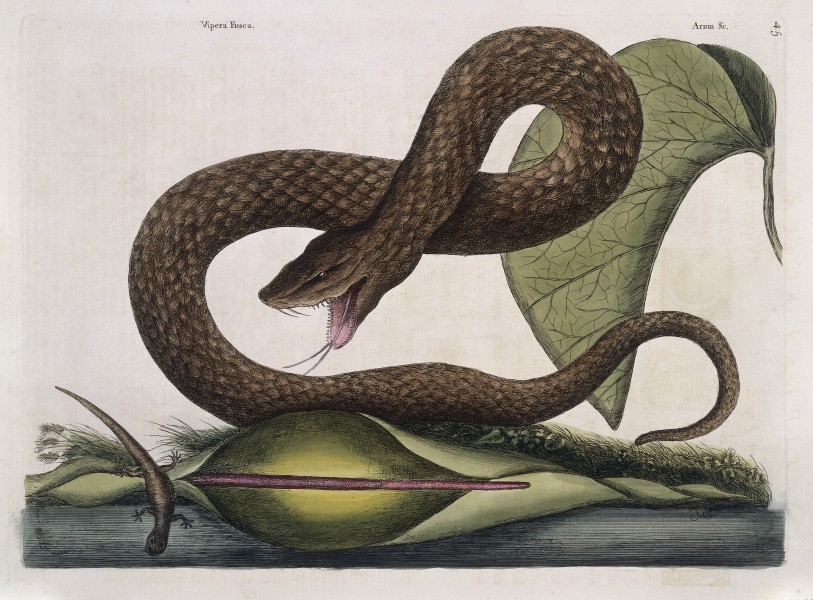 Brown viper with Arum lily, 1731 Wellcome L0035357