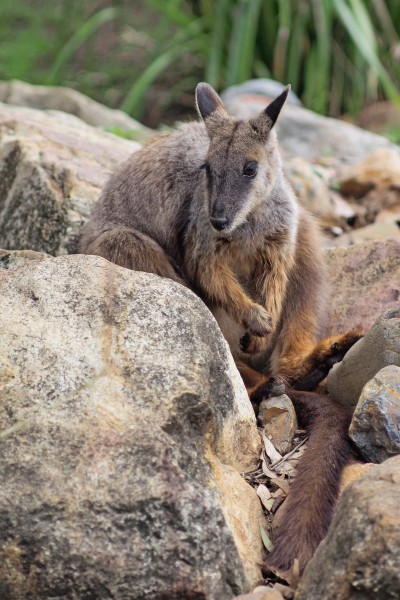 Brush-tailed-rock-wallaby-4