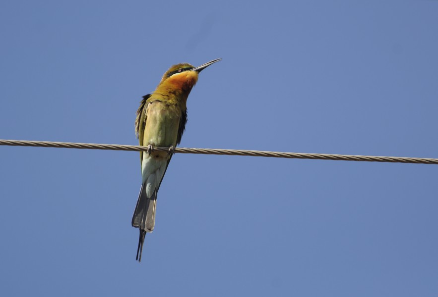 Bt Bee-eater DSC9871