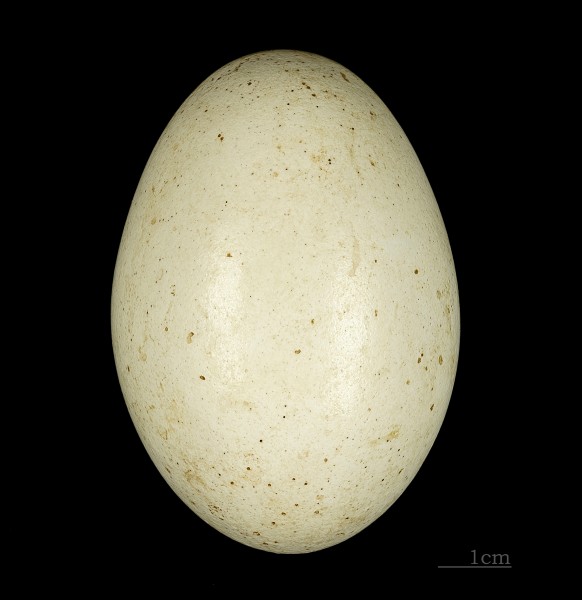 Bucorvus abyssinicus MHNT 226 San (Mali)
