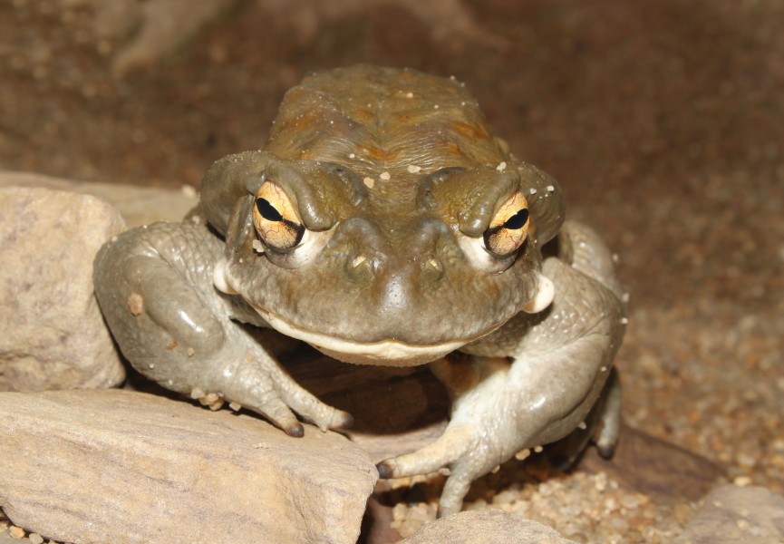 Bufo-alvarius-front