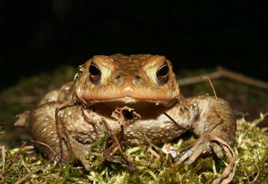 Bufo-bufo-erdkroete-maennlich-front
