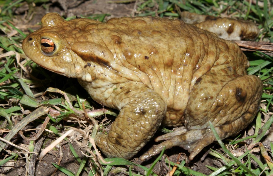 Bufo-bufo-erdkroete-maennlich