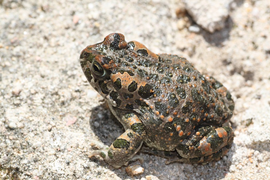 Bufo-viridis-sardinia