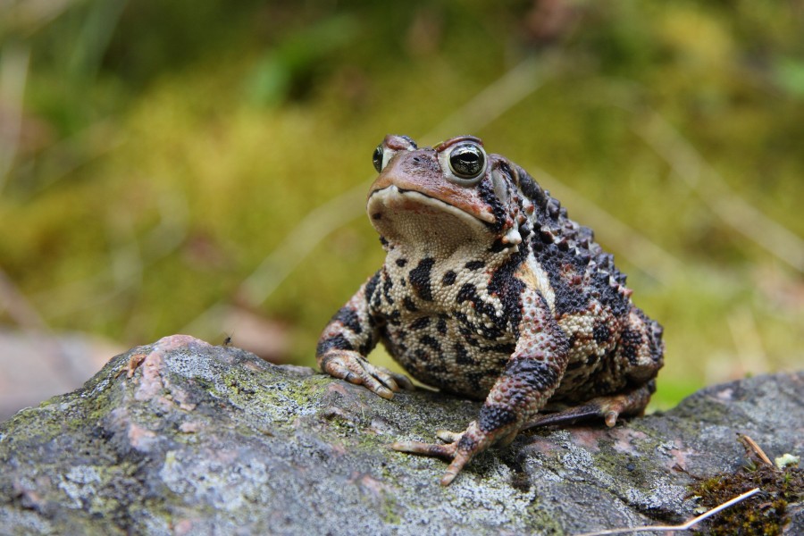 Bufo americanus PJC1