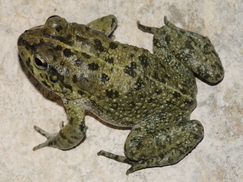 Bufo arabicus