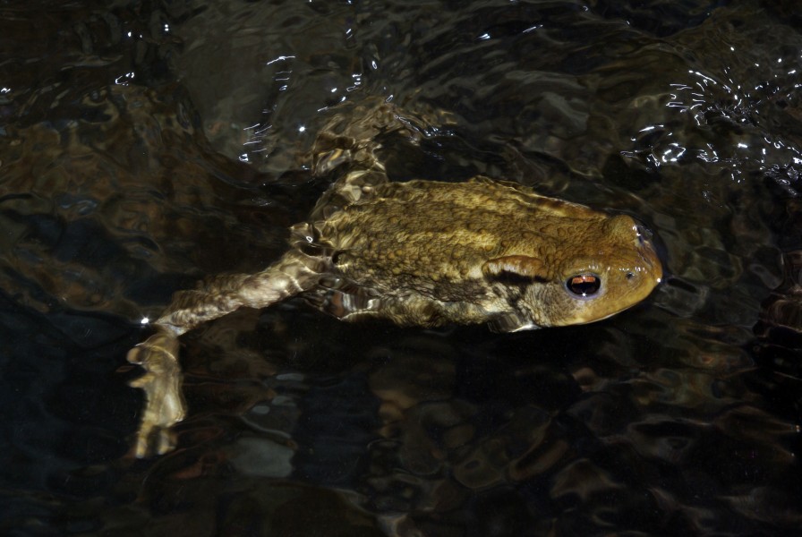 Bufo bufo 02 by-dpc