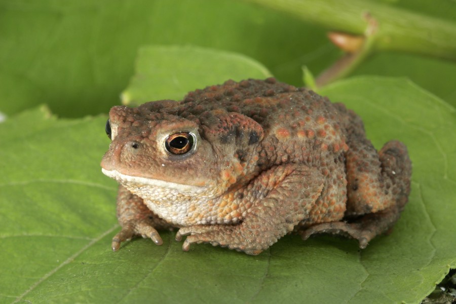 Bufo bufo 03-clean