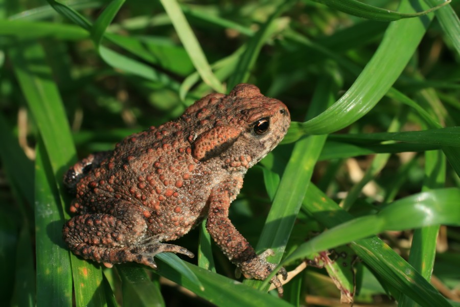 Bufo bufo on grass2