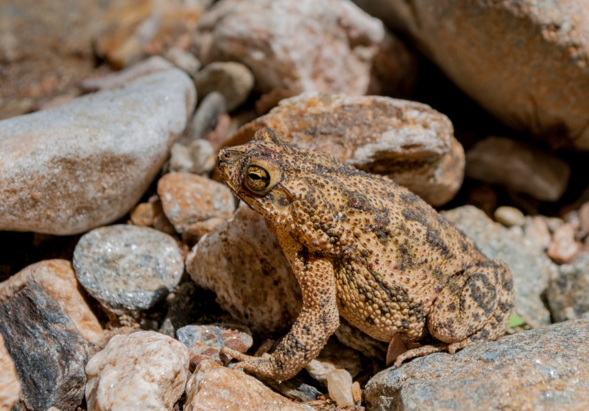 Bufo marinus in Venezuela