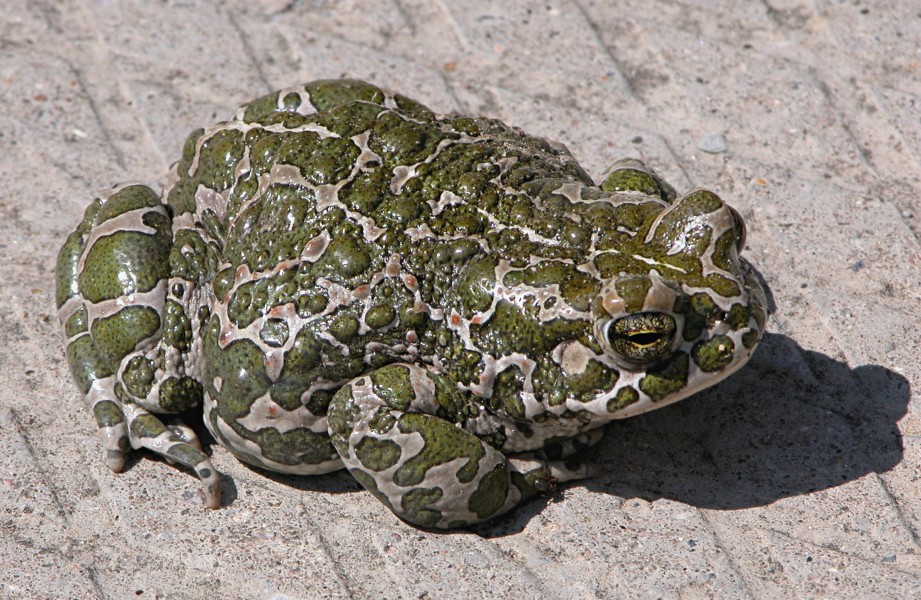 Bufo viridis