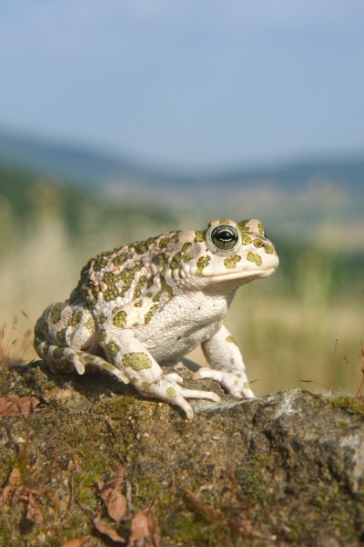 Bufo viridis female