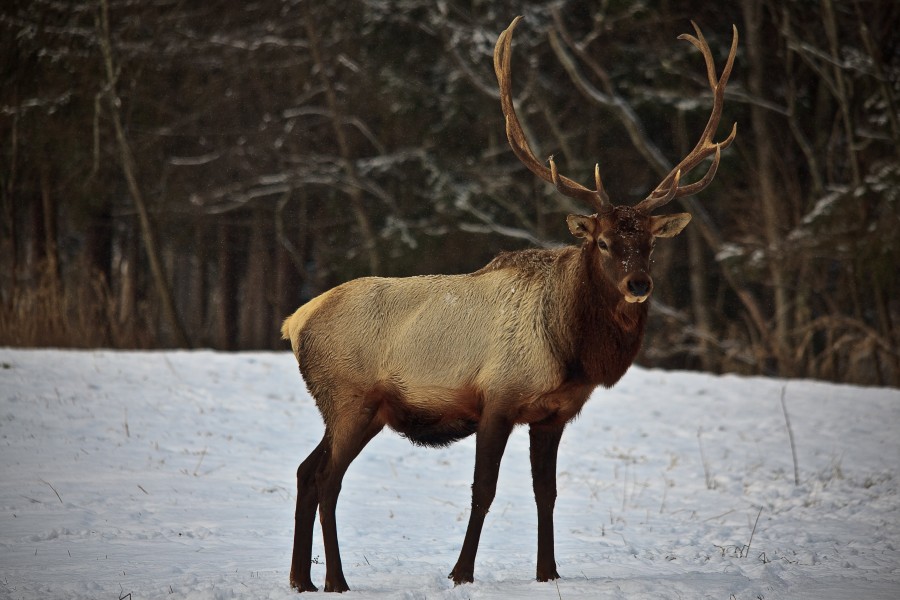 Bull-elk-antlers-snow - West Virginia - ForestWander
