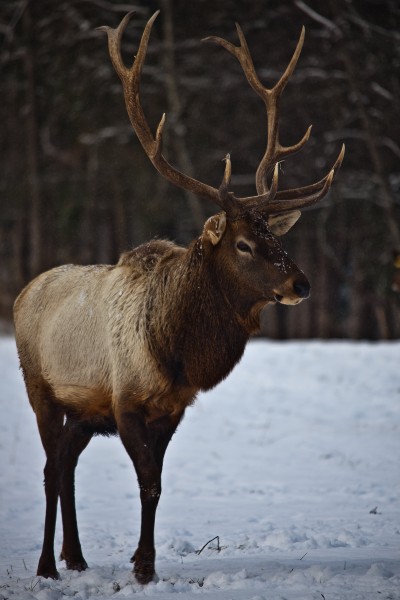 Bull-elk-profile-stance - West Virginia - ForestWander