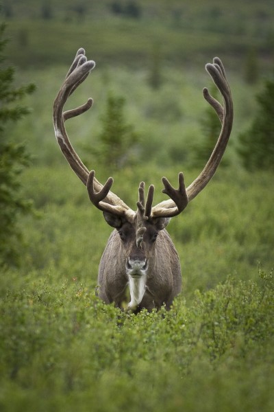 Bull Caribou (7956361274)