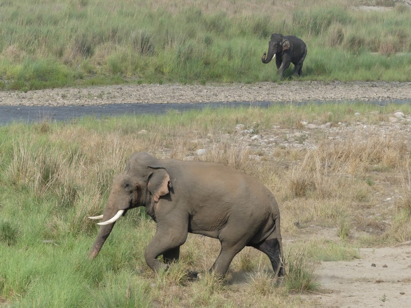 Bull in musth, Dhikala, AJT Johnsingh