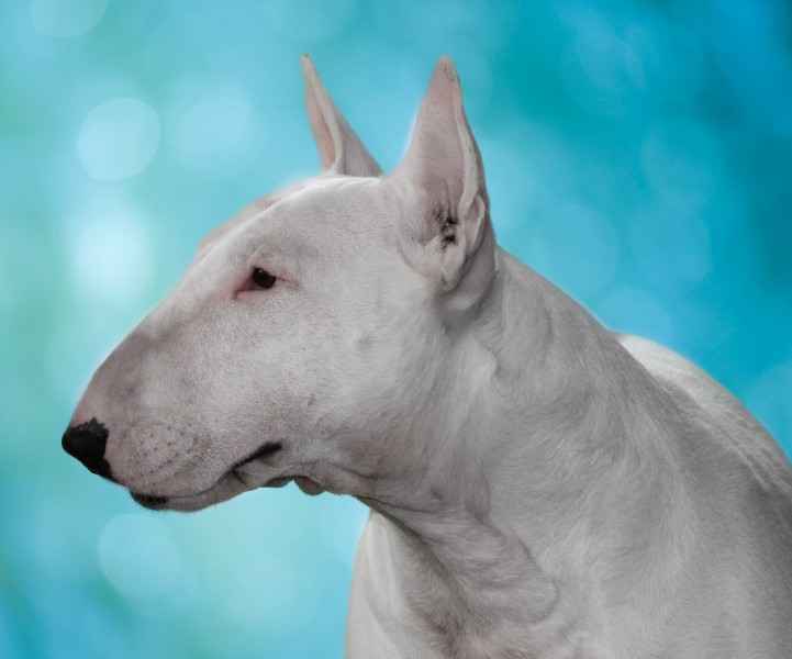 BULL TERRIER Agosto 2010