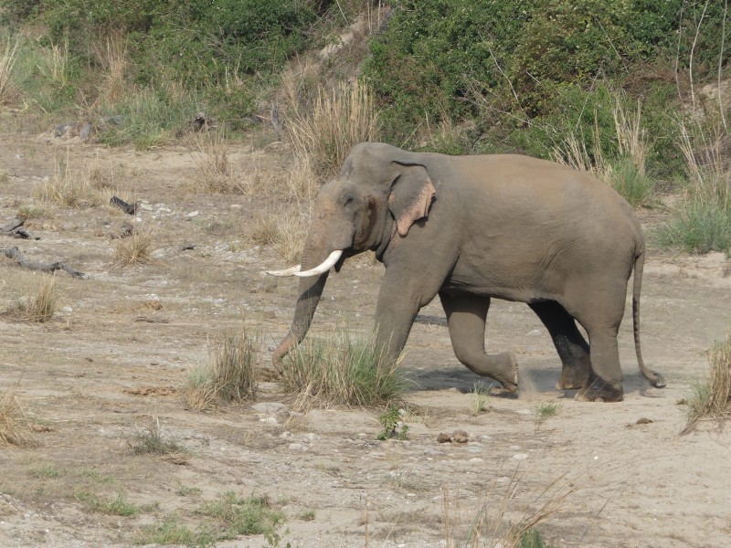 Bull tusker in musth, Corbett TR, June 2017, AJT Johnsingh. P1120870